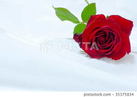 深紅色的玫瑰 35375834