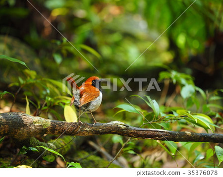 Honto wo iguge 35376078