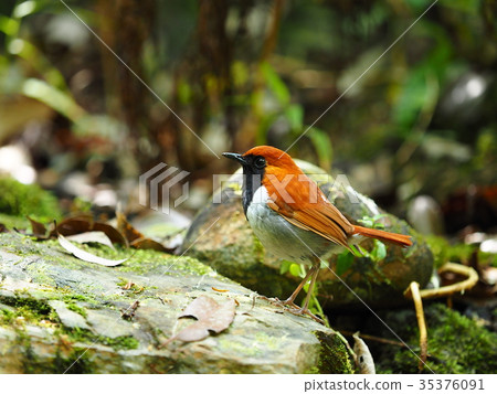 Honto wo iguge 35376091