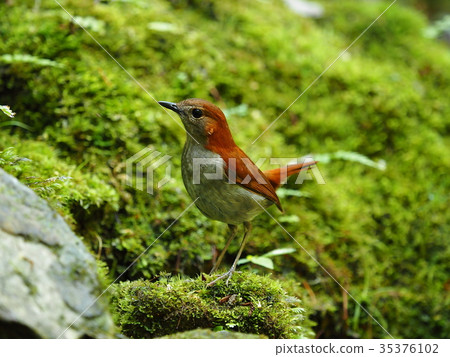 Honto wo iguge 35376102