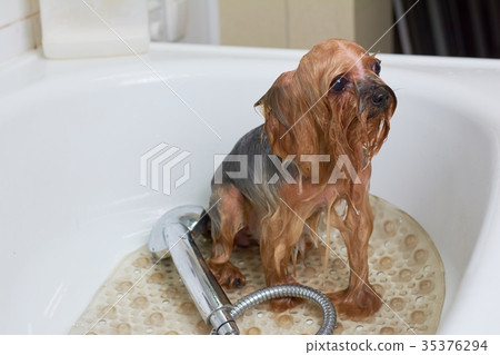 Small dog in bathtub. 35376294