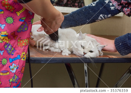 British shorthair white, haircut. British shorthair white, haircut. 35376359