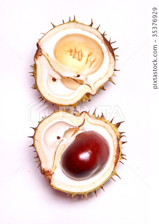 chestnut harvest 35376929