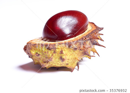 chestnut harvest 35376932