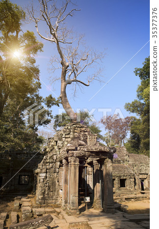 Jungle tree covering the stones of the temple ruin 35377376