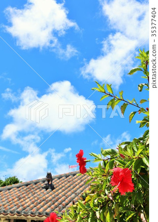 沖繩竹富島藍天,芙蓉和屋頂瓦片 沖繩竹富島藍天,芙蓉和屋頂瓦片 35377404