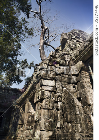 Jungle tree covering the stones of the temple ruin Jungle tree covering the stones of the temple ruin 35377446