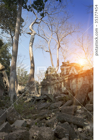 Jungle tree covering the stones of the temple ruin 35377454