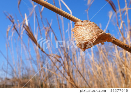 螳螂的蛋和小雞 螳螂的蛋和小雞 35377946