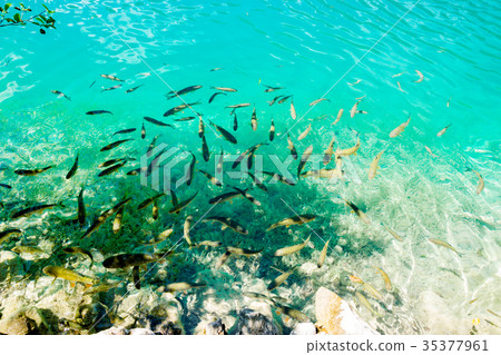 Fish in the national park Plitvice, Croatia Fish in the national park Plitvice, Croatia 35377961