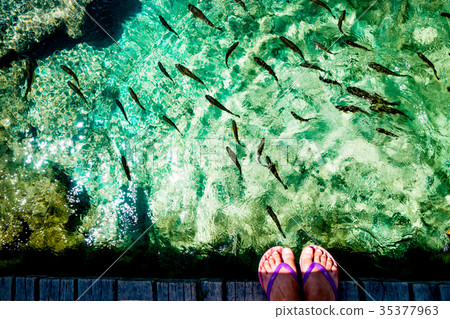 Fish in the Plitvice Lakes in Croatia 35377963