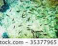 Fish in the national park Plitvice, Croatia 35377965