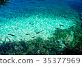 Fish in the Plitvice Lakes in Croatia 35377969