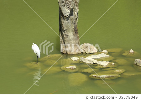 宜蘭明池國家森林遊樂區 35378049