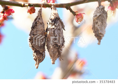 Minor beetle 35378483