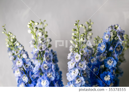 Blue delphinium flower with green leaves on light 35378555