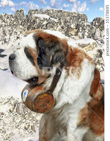 Bernardine dog in Swiss Alps 35378695
