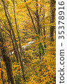 背黃葉 35378916