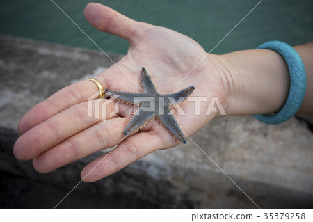 close up natural marine seastar on woman hand close up natural marine seastar on woman hand 35379258
