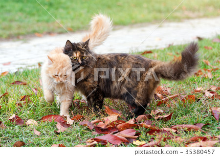 Cats in autumn park. Tortoiseshell and red cats in 35380457