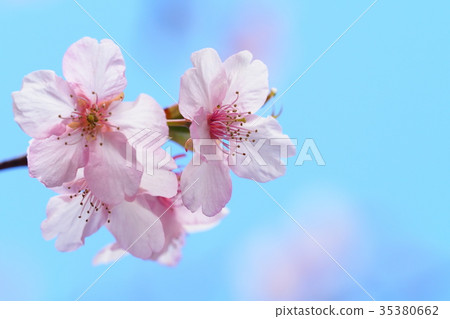 Sakura flower 35380662
