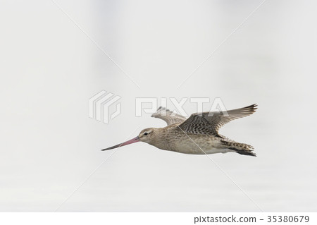 Squirrel fly assault 35380679