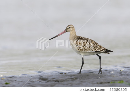 Flying squirrel (large antispyre) 35380805