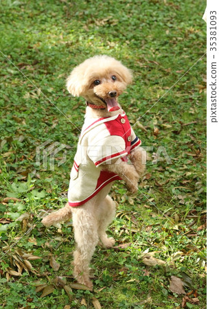 玩具貴賓犬 35381093