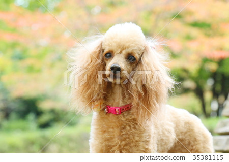 玩具貴賓犬 玩具貴賓犬 35381115