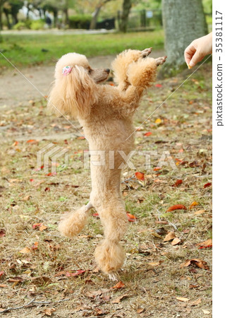 玩具貴賓犬 35381117