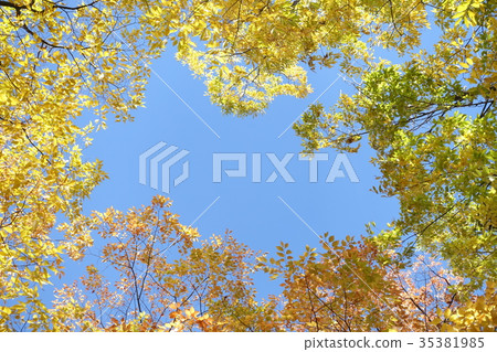 Yellow leaf frame 35381985