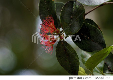 Ogasawara endemic species 'Munifutomomo' 35381988