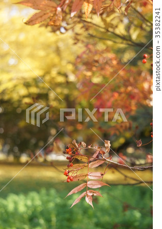 Hokkaido University ginkgo trees Hokkaido University ginkgo trees 35382241