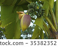Banana flowers 35382352