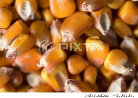 Natural maize kernels for background 35382353