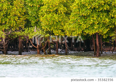 Coastal line with mangrove shrubs 35382356