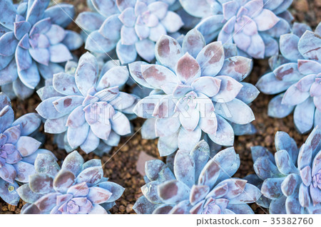 Close-up of Rose Shaped Beautiful Graptopetalum Close-up of Rose Shaped Beautiful Graptopetalum 35382760