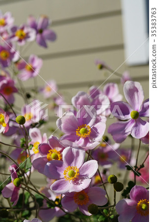 Beautiful pale pink shout mussels 35383763