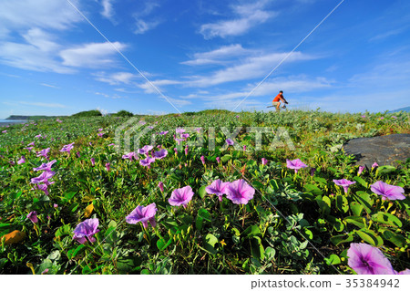 七星潭風景區,植物,馬鞍藤,花卉,花,海濱植物,花朵,粉紅色,紫紅色,天空,藍天 七星潭風景區,植物,馬鞍藤,花卉,花,海濱植物,花朵,粉紅色,紫紅色,天空,藍天 35384942