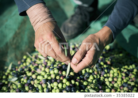 harvesting olives in Spain 35385022