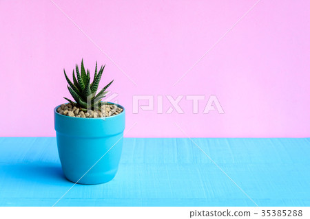 Cactus on the desk with pink wall background Cactus on the desk with pink wall background 35385288
