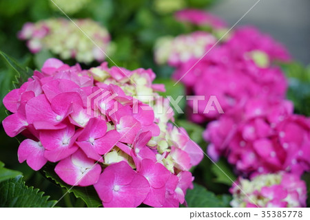 Hydrangea season 35385778