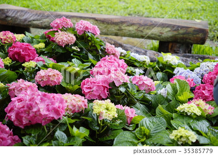 Hydrangea season 35385779