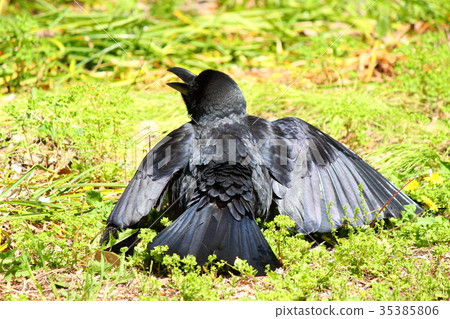 Hushibutokarasu 35385806