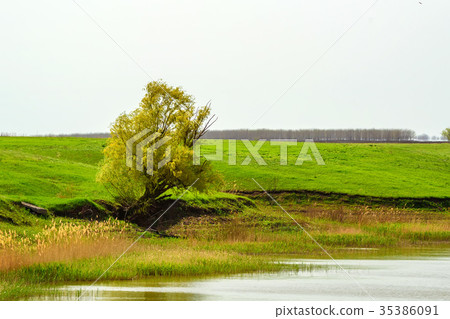 Fantasy summer landscape with lonesome tree 35386091