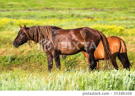 Pair of wild horses grazing on summer meadow 35386108