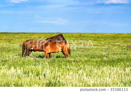 Pair of wild horses grazing on summer meadow 35386113