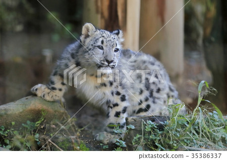 Snow leopard's baby 35386337