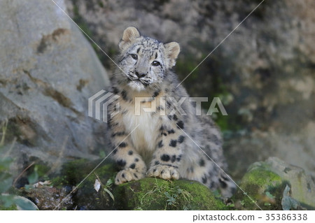 Snow leopard's baby 35386338