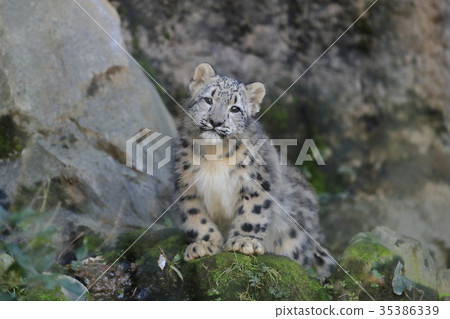 雪豹的寶貝 雪豹的寶貝 35386339